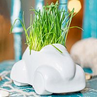 набор для выращивания eco машина в Чите