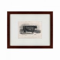 картина: a devon bull, 1849 в Чите