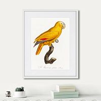 картина: beautiful parrots №1, 1872г. в Чите