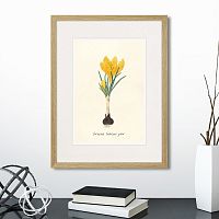 картина: botany illustration №10, 1836г. в Чите