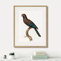 картина: beautiful parrots №10, 1872г. в Чите