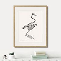 картина: sarcoramphus gryphus , 1867г. в Чите