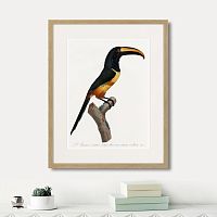 картина: beautiful toucans №4, 1806г. в Чите