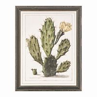 постер opuntia cactus зеленый в Чите