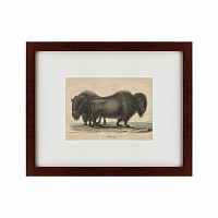 картина: bison, 1828 в Чите