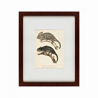 картина: des reptiles, 1705 в Чите