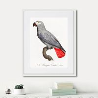 картина: beautiful parrots №2, 1872г. в Чите