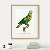 картина: beautiful parrots №11, 1872г. в Чите