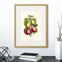 картина: botany illustration №20, 1836г. в Чите