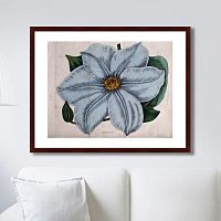 картина: exotic plants of the world №13, 1815г. в Чите