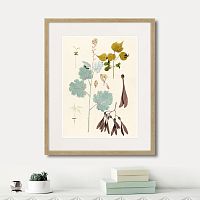 картина: fragmenta botanica №12, 1809г. в Чите