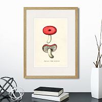 картина: botany illustration №12, 1836г. в Чите