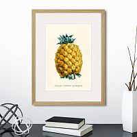 картина: botany illustration №17, 1836г. в Чите