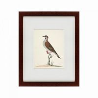 картина: the brown bird в Чите
