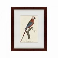 картина: ara macao (scarlet macaw), 1801 в Чите