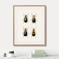 картина: assorted beetles №4, 1735г. в Чите