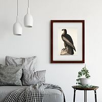 картина: great american sea eagle, 1837 в Чите