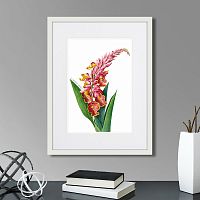 картина: caribian flora pink alpinia, 1740г. в Чите