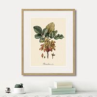 картина: juicy fruit lithography №8, 1870г. в Чите