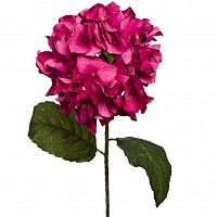 гортензия алая 85 см (12) в Чите