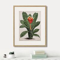 картина: exotic plants of the world №8, 1815г. в Чите
