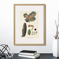 картина: botany illustration №2, 1836г. в Чите