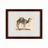 картина: arabian camel, 1809 в Чите
