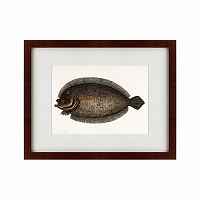 картина: sole fish, 1722 в Чите