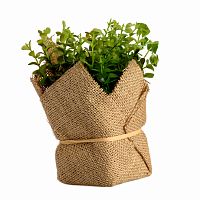 растение декоративное potted herb kolina в Чите