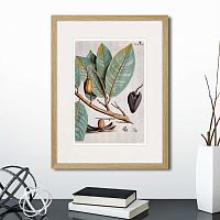 картина: exotic plants of the world №5, 1815 (ii) в Чите