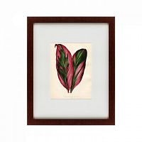 картина: botanical leaf dracaena, 1870 в Чите