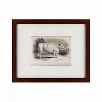 картина: a short horned bull, 1849 в Чите