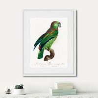 картина: beautiful parrots №4, 1872г. в Чите