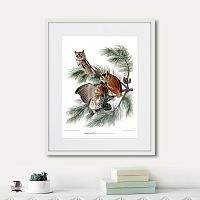 картина: eastern screech owl, 1845г. в Чите