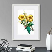 картина: caribian flora yellow allamanda, 1740г. в Чите