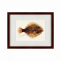 картина: southern pacific fish illustration, 1850 в Чите