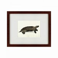 картина: a hand-painted illustration of an arakan forest turtle, 1872 в Чите