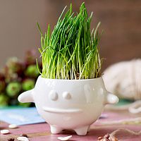 набор для выращивания eco кру в Чите