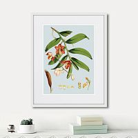 картина: himalaya plants white and orangered flowers, 1869г. в Чите