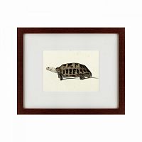 картина: a hand-painted illustration of an elongated tortoise, 1873 в Чите