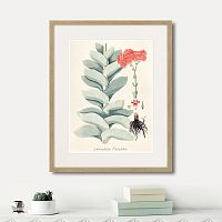 картина: fragmenta botanica №4, 1809г. в Чите