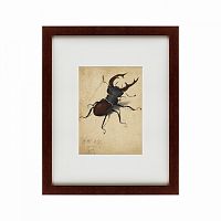 картина: stag beetle, 1505 в Чите