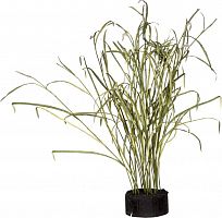декор reeds and leaves в Чите