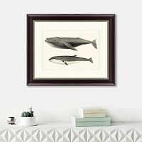 картина: humpback whale (megaptera versabilis), 1859 в Чите