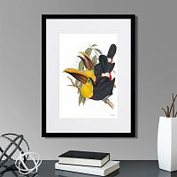 картина: toucans №1, 1849г. в Чите