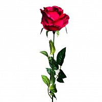 роза бордовая 71 см (24) в Чите