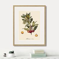 картина: juicy fruit lithography №4, 1870г. в Чите