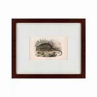 картина: armadillo, 1860 в Чите