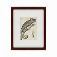 картина: chameleon, 1706 в Чите