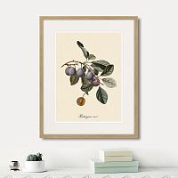 картина: juicy fruit lithography №5, 1870г. в Чите